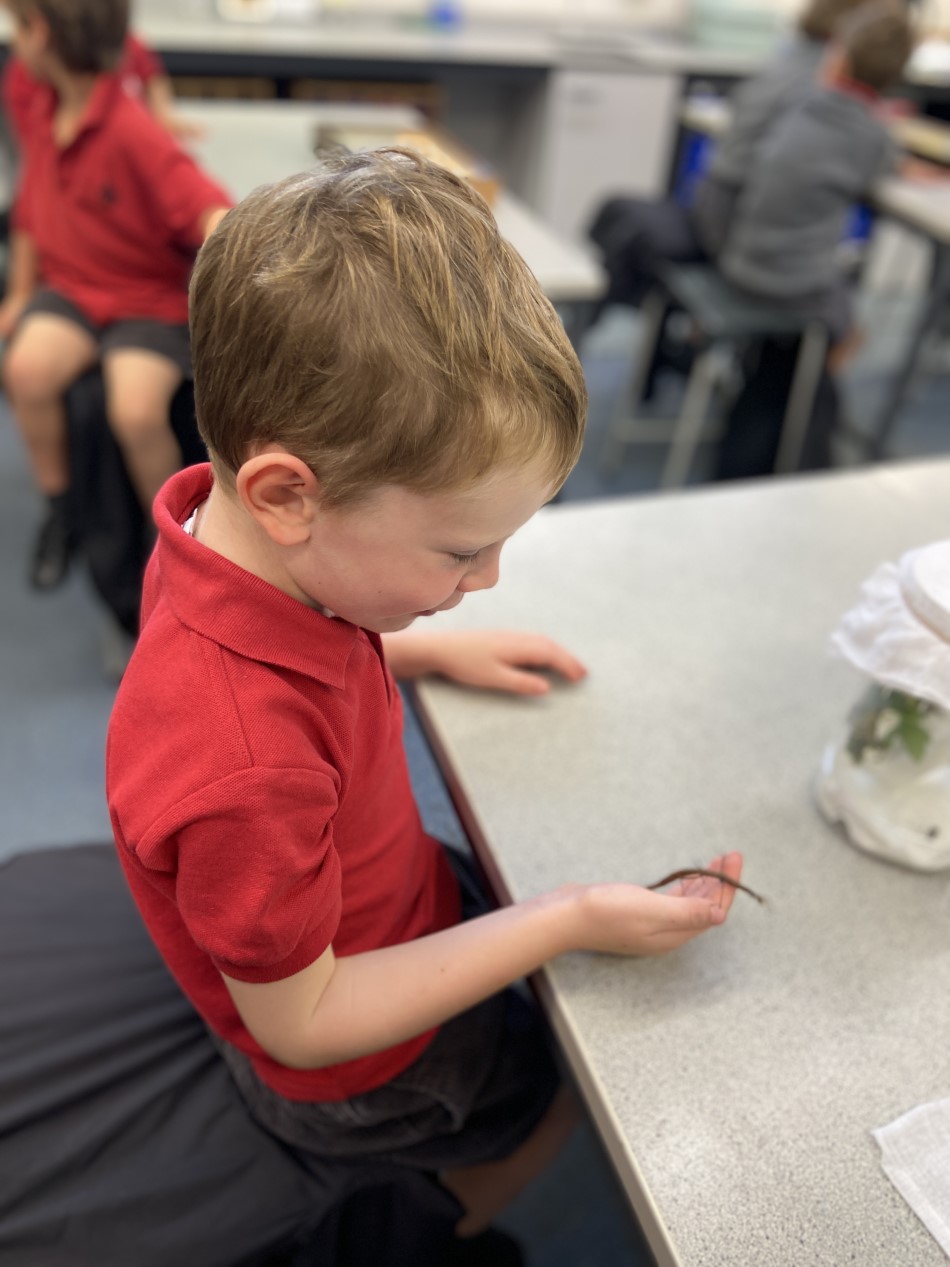 Incredible stick insects | Westbourne House School