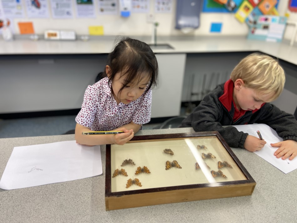 Incredible stick insects | Westbourne House School
