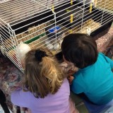 Ducklings in our nursery