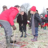 Tree planting