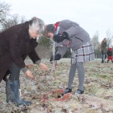 Tree planting