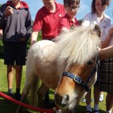 Animal therapy with miniature horse
