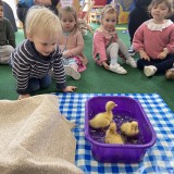 Ducklings hatched in children's nursery