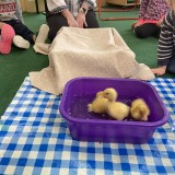 Ducklings hatched in children's nursery