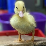 Ducklings hatch at Nursery