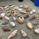 Shell art collection