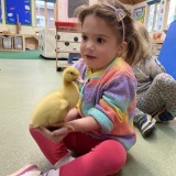 Nursery with ducklings