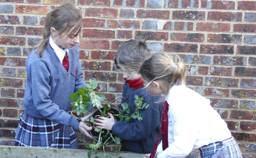 Pollinating plants