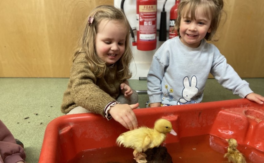Ducklings