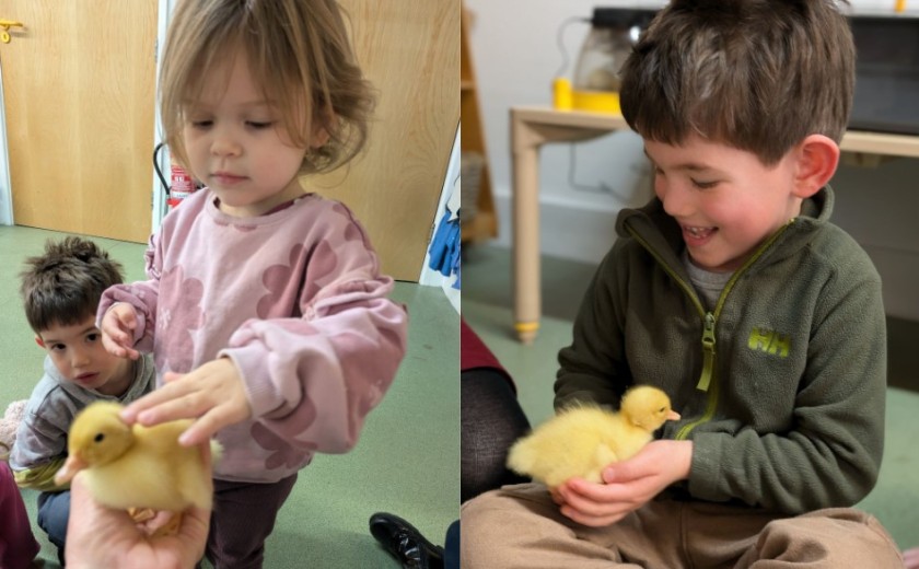 Ducklings