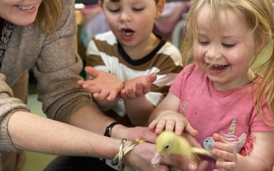 ducklings in Nursery