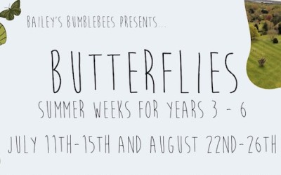 Bailey's Butterflies